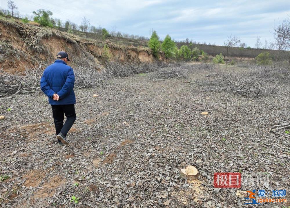 村民因合同糾紛10天砍樹(shù)1600余棵 當(dāng)?shù)爻闪⒄{(diào)查組？