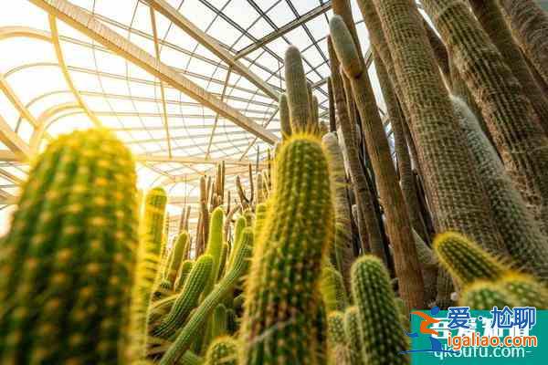廈門除了鼓浪嶼還有什么好玩的地方2022？