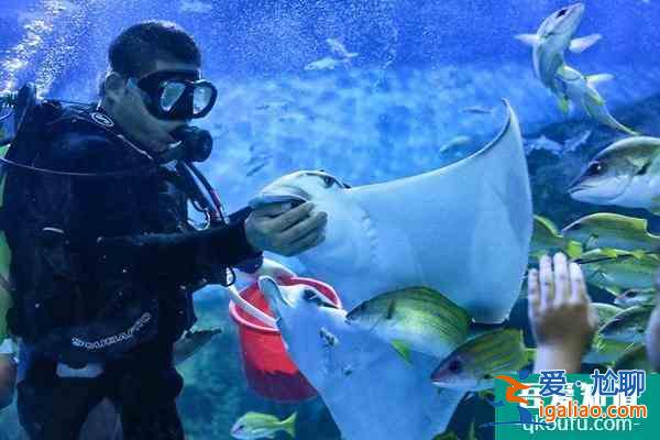 武漢武昌極地海洋公園表演時間？