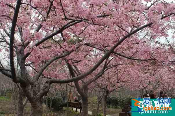 2022上海賞梅去哪里?去公園賞梅？