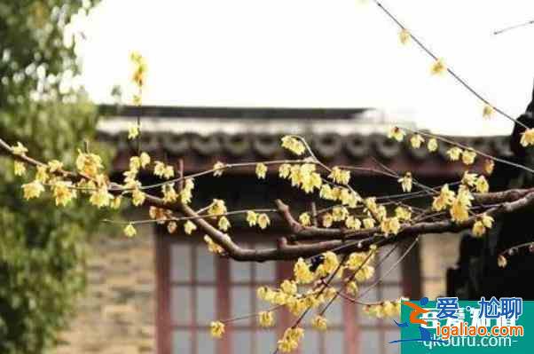 2022上海賞梅去哪里?去公園賞梅？
