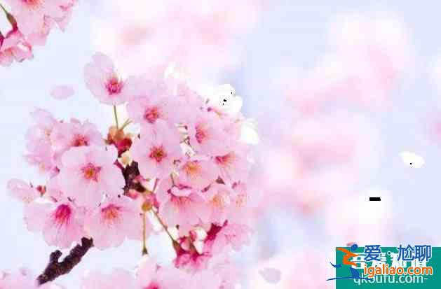 2022南京雞鳴寺櫻花幾月開 櫻花南京哪里比較好？