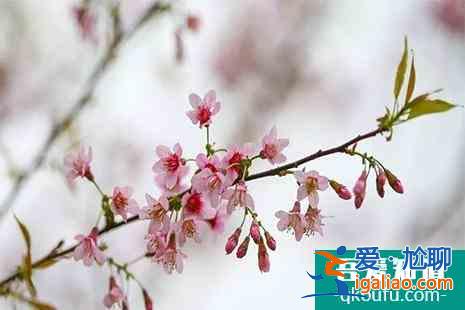 泉州在哪能看櫻花 泉州櫻花觀賞地盤點(diǎn)？