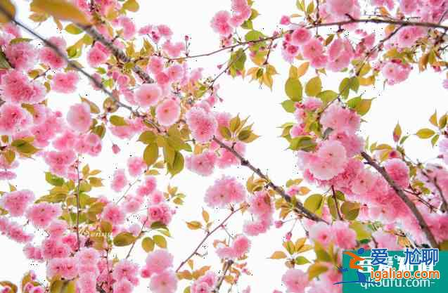 2022南京雞鳴寺櫻花幾月開 櫻花南京哪里比較好？