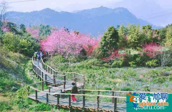 阿里山的櫻花什么時候開 2022臺灣阿里山櫻花路線推薦及注意事項(xiàng)？
