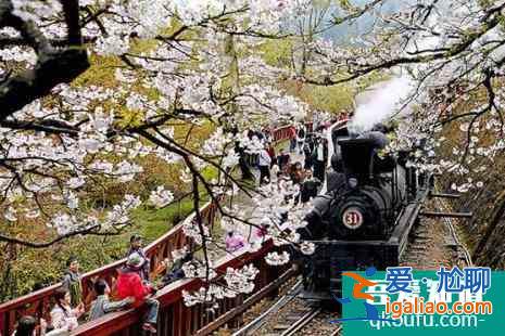 阿里山的櫻花什么時候開 2022臺灣阿里山櫻花路線推薦及注意事項(xiàng)？