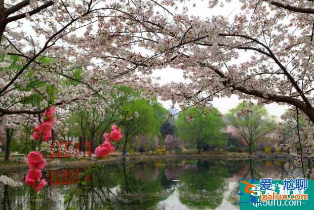 2022玉淵潭公園櫻花最佳觀賞時(shí)間 門票價(jià)格多少錢？