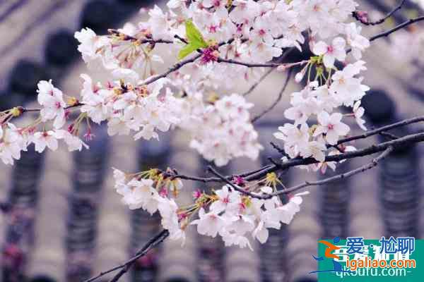 2022無錫免費(fèi)賞櫻花的地方有哪些 無錫賞櫻勝地推薦？