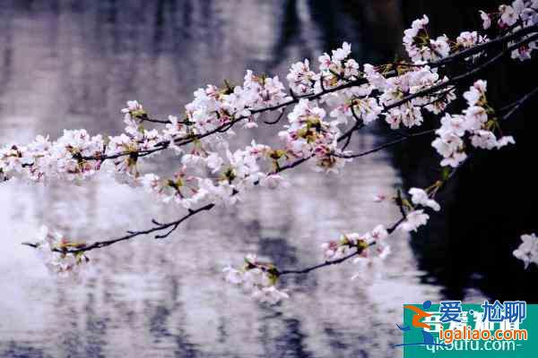2022無錫免費(fèi)賞櫻花的地方有哪些 無錫賞櫻勝地推薦？