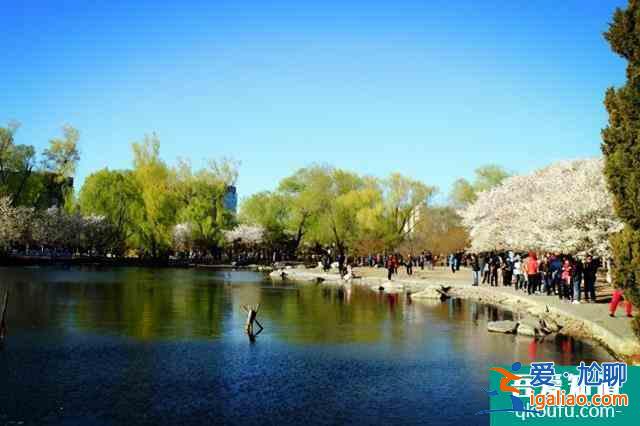 2022玉淵潭公園櫻花最佳觀賞時(shí)間 門票價(jià)格多少錢？