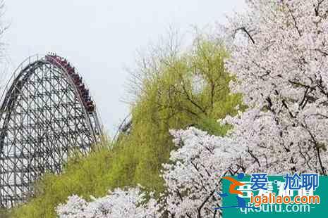 2022韓國櫻花開放時間 觀賞地點推薦？