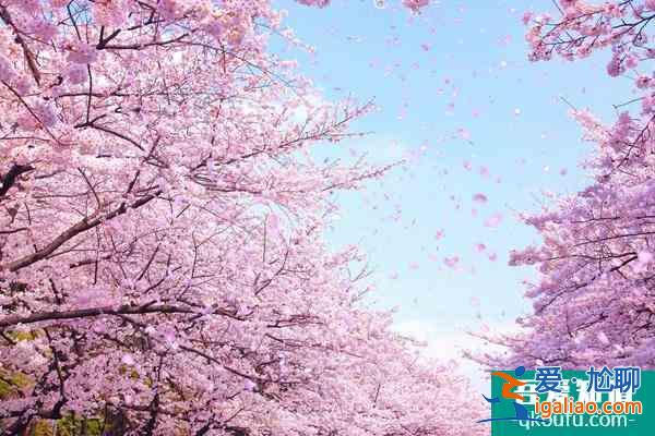 2022北海道櫻花季觀賞地點(diǎn)推薦 北海道有哪些旅游景點(diǎn)？