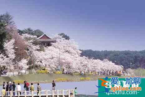 2022韓國櫻花開放時間 觀賞地點推薦？