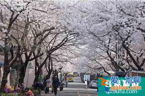 2022韓國櫻花開放時間 觀賞地點推薦？