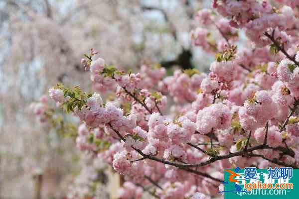 2022北海道櫻花季觀賞地點(diǎn)推薦 北海道有哪些旅游景點(diǎn)？