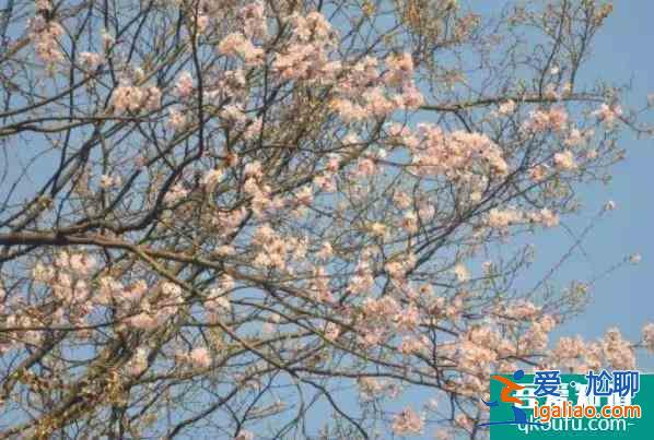2022瀏陽大圍山櫻花什么時候開放 最佳觀賞時間？