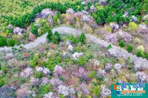 2022瀏陽大圍山櫻花什么時候開放 最佳觀賞時間？