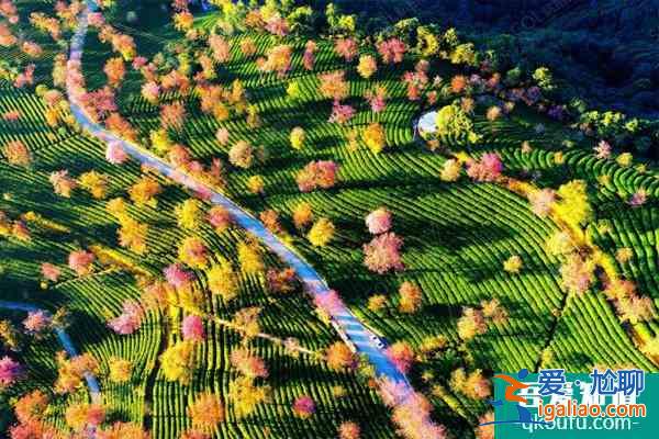 2022無量山櫻花谷最佳游玩時(shí)間 無量山櫻花谷櫻花什么時(shí)候開？