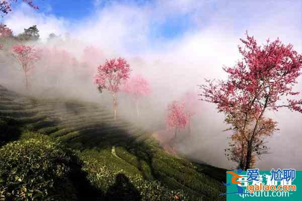 2022無量山櫻花谷最佳游玩時(shí)間 無量山櫻花谷櫻花什么時(shí)候開？