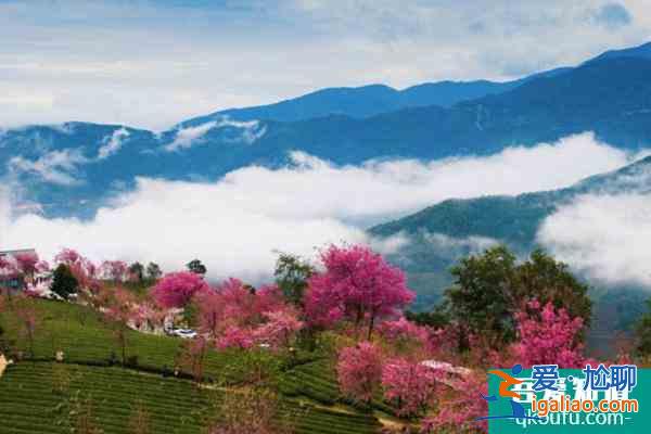 2022無量山櫻花谷最佳游玩時(shí)間 無量山櫻花谷櫻花什么時(shí)候開？