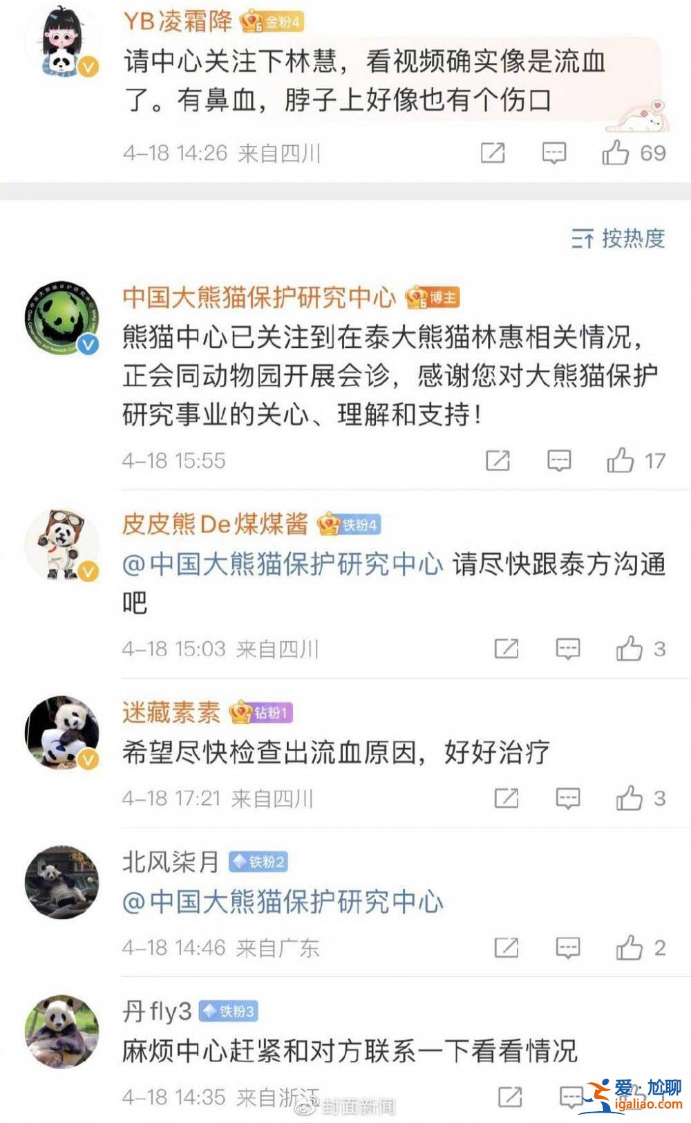 旅泰大熊貓林惠死亡  曾被拍到鼻部出血？