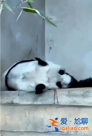 旅泰大熊貓林惠死亡  曾被拍到鼻部出血？