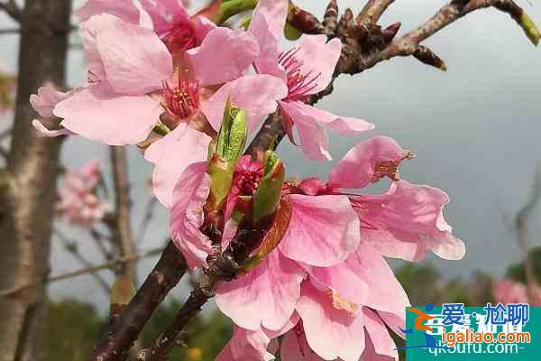 2022深圳聚龍山公園在哪里 深圳聚龍山公園櫻花什么時(shí)候開(kāi)？