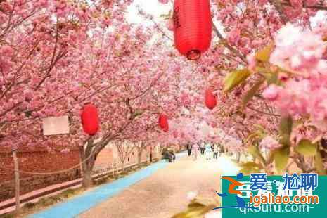 青島中山公園櫻花幾月份開2022 青島櫻花去哪里看？