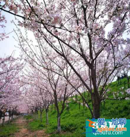2022蘇州大學櫻花預(yù)約時間及游玩路線推薦？