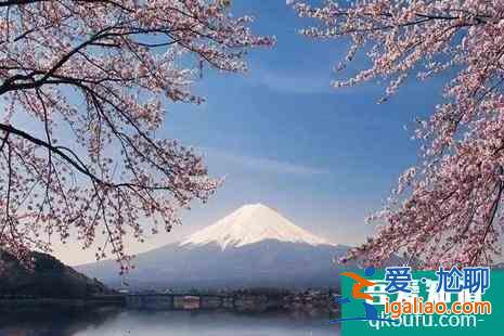 日本神奈川的櫻花、富士山的櫻花、日本東北地區(qū)櫻花介紹？