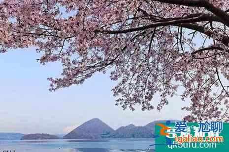 日本神奈川的櫻花、富士山的櫻花、日本東北地區(qū)櫻花介紹？