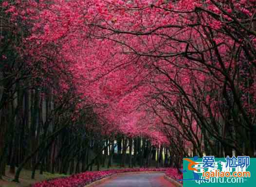 青島中山公園櫻花幾月份開2022 青島櫻花去哪里看？