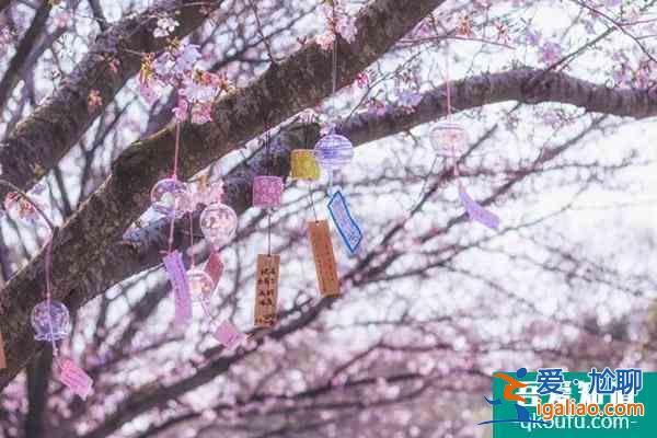 重慶櫻花觀賞地2022 重慶賞櫻花最全攻略？