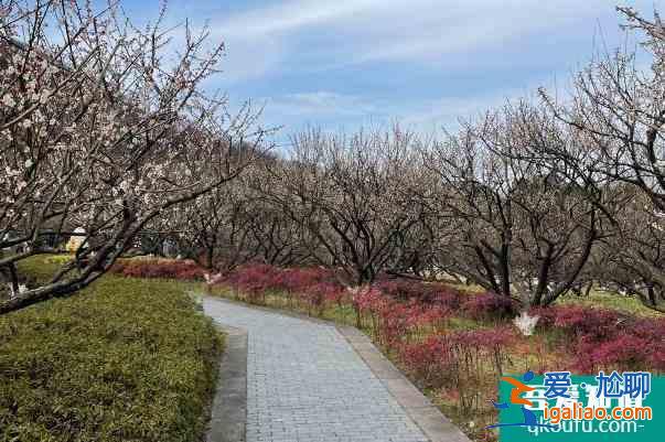 2022杭州超山風(fēng)景區(qū)門票多少錢 門票價(jià)格調(diào)整？