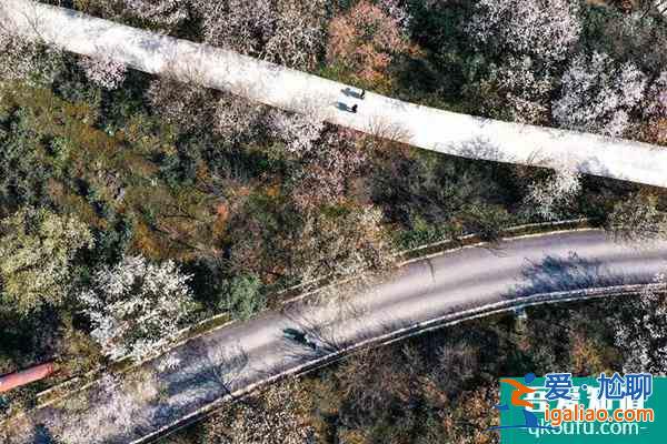 重慶櫻花觀賞地2022 重慶賞櫻花最全攻略？