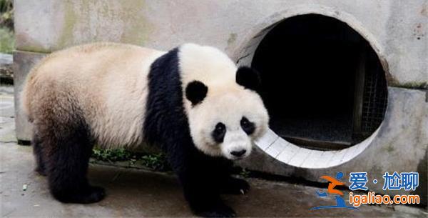 旅泰大熊貓林惠死亡，專家已展開調(diào)查[動物福利]？
