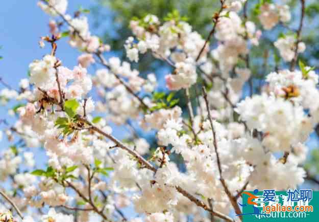 深圳櫻花在哪里看2022 盛花期什么時(shí)候？