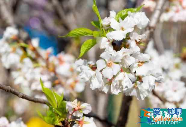深圳櫻花在哪里看2022 盛花期什么時(shí)候？