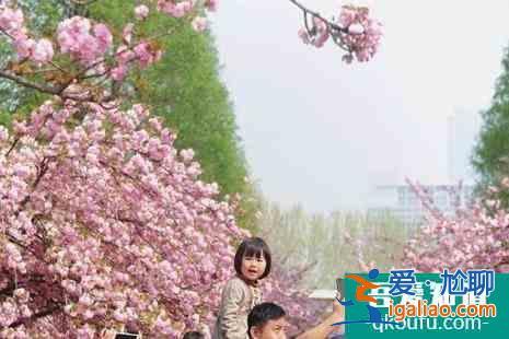 2022中國(guó)科技大學(xué)櫻花開了嗎(附賞櫻花攻略)？
