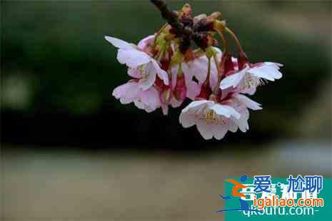 2022德州牡丹花櫻花觀賞地推薦？