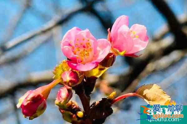 2022上海顧村公園櫻花節(jié)門票多少錢 顧村公園櫻花節(jié)時間？