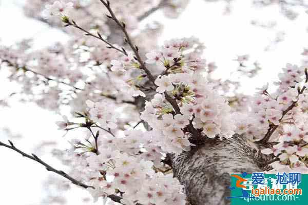 上海櫻花哪里最好看 上海賞櫻花的地方2022？