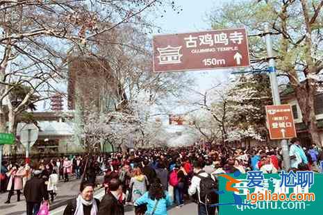 南京雞鳴寺櫻花開了嗎2022？