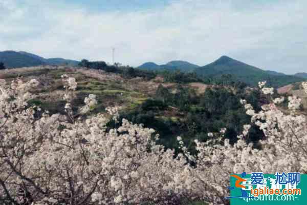 2022璧山云霧山櫻桃花什么時候開？