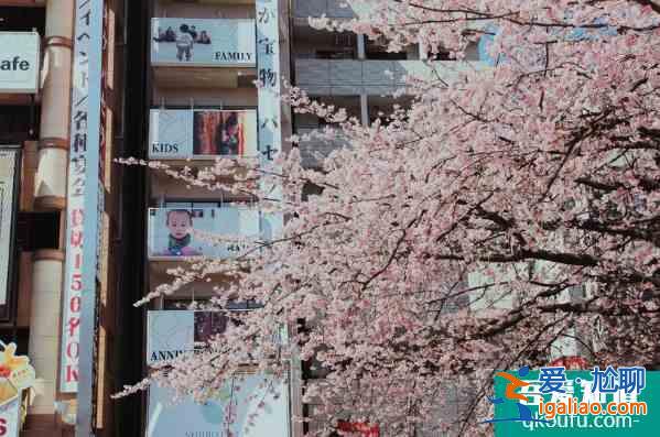 東京哪里可以看櫻花 東京賞櫻地點推薦？