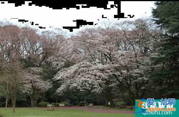 東京哪里可以看櫻花 東京賞櫻地點推薦？