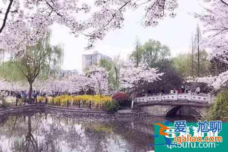 2022上海賞櫻花的地方整理？