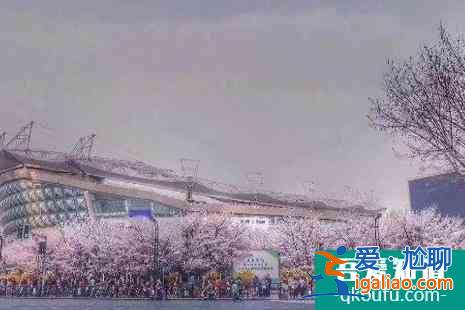 2022上海賞櫻花的地方整理？