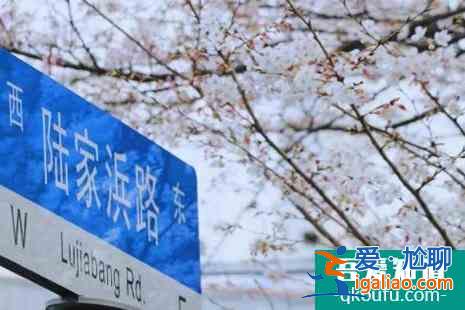 2022上海賞櫻花的地方整理？