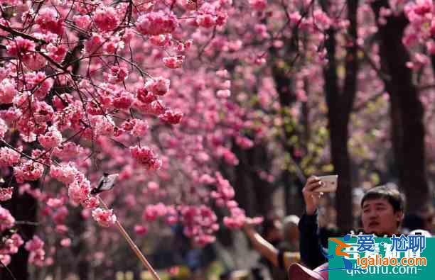 2022昆明圓通山櫻花什么時(shí)候開？